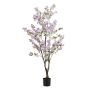 Jasmin tree lt purple in pot 160cm