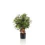 Ficus panda botanica tree 70cm