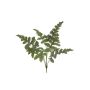 Phlebodium bush green 65cm