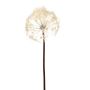 Dandelion spray cream 91cm
