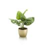 Monstera monkey bush green 30cm in pearlgold pot