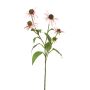 Rudbeckia spray lt pink 73cm