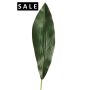 Aspidistra leaf 75cm dk green