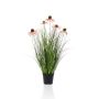 Rudbeckia grass pink in pot 60cm