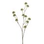 Angelica seed spray green 80cm