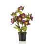 Helleborus bush plum in pot 33cm