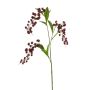Lepidium spray w lvs burgundy 90cm