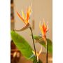 Strelitzia plant w3 flowers 120cm