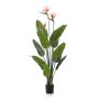 Strelitzia plant w3 flowers 120cm