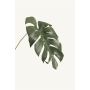 Monstera leaf S dk green 55cm