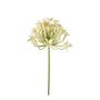 Agapanthus spray cream 75cm