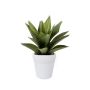 Agave bush grey 30cm in white pot