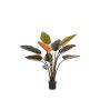 Philodendron plant green/burgundy 120cm