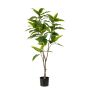 Ficus longifolia tree 140cm