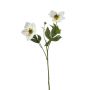 Helleborus spray white 55cm