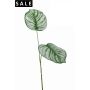 Calathea leaf x2 50cm