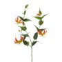 Gloriosa spray orange 120cm