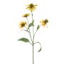Rudbeckia spray yellow 70cm