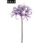 Nerine glamour spray purple 75cm
