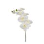 Phalaenopsis spray white 80cm