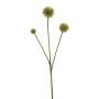 Echinops spray green 70cm