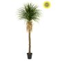 Yucca plant UV 260cm (knock down packing)