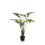 Alocasia frydek plant 120cm