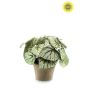 Begonia lvs bush UV grey 30cm in tc pot aged