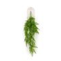 Dryoptheris fern hanging bush green 80cm
