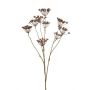 Heracleum mini spray brown 75cm