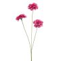 Dianthus spray fuchsia 50cm