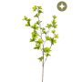 Tropaeolum spray green 90cm