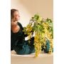 Wisteria spray yellow 145cm