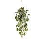 Ivy hanging bush green/white in pot 70cm