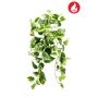Scindapsus hanging bush FR green/yellow 60cm