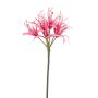 Nerine spray hot pink 72cm