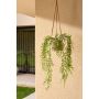 Ficus pumila hanging bush UV 80cm