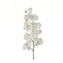 Phalaenopsis spray cream 100cm