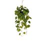 Scindapsus hanging bush green/yellow in pot 70cm