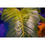 Colocasia plant 160cm (knock down packing)