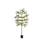 Bucida tree deluxe 210cm (knock down packing)