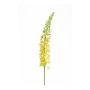 Eremurus spray yellow 105cm