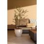 Olive tree UV 140cm