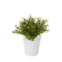 Rosemary bush lt green 22cm in white pot