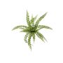 Fern pellaea bush green 50cm