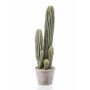 Cactus san pedro in grey pot 57cm