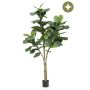 Ficus lyrata tree 180cm (knock down packing)