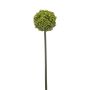 Allium spray green 74cm