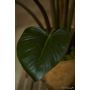 Philodendron plant green/burgundy 120cm