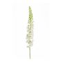 Eremurus spray cream 105cm
